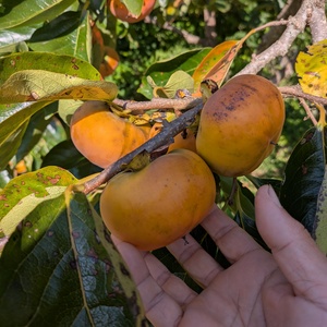 ぎゅぎゅっと甘味が凝縮＜有機マンゴー・ピンポン玉サイズ＞有機