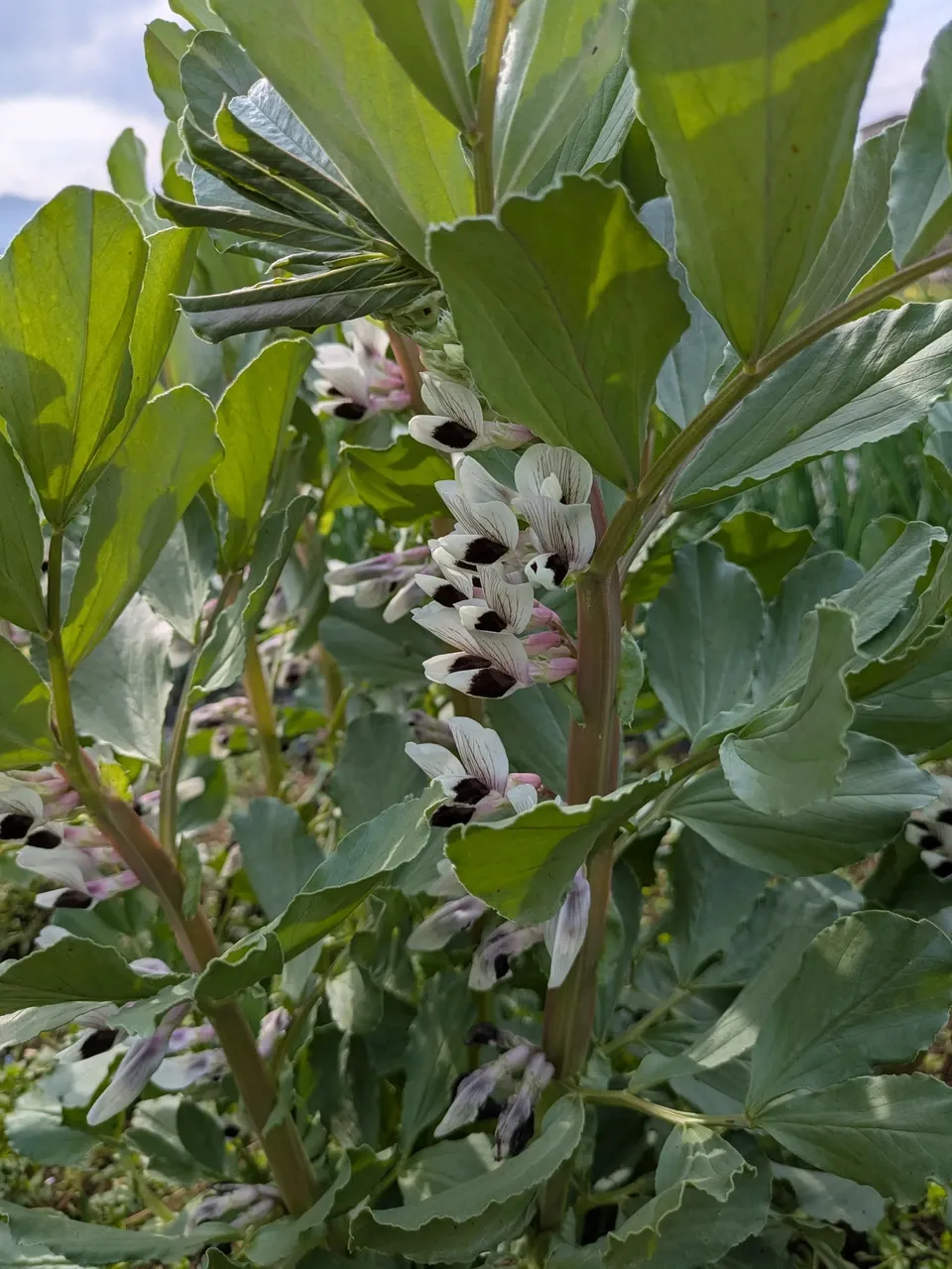 季節限定】そらまめ（農薬・化学肥料不使用） あしがらハーモニー畑