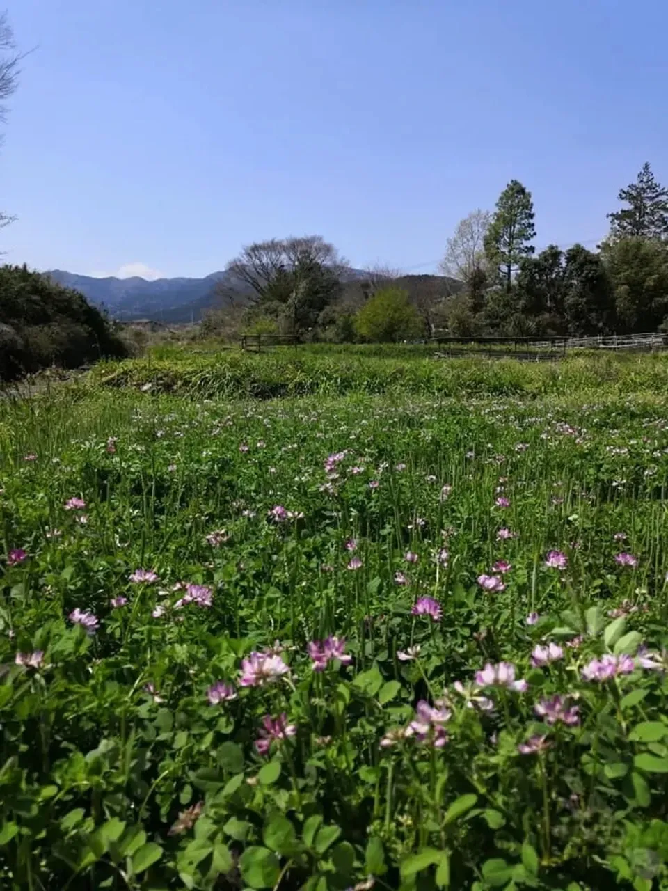 令和2年度  はで干し  無農薬！！ 16e47efa44e42db742fd5a7d15a54d