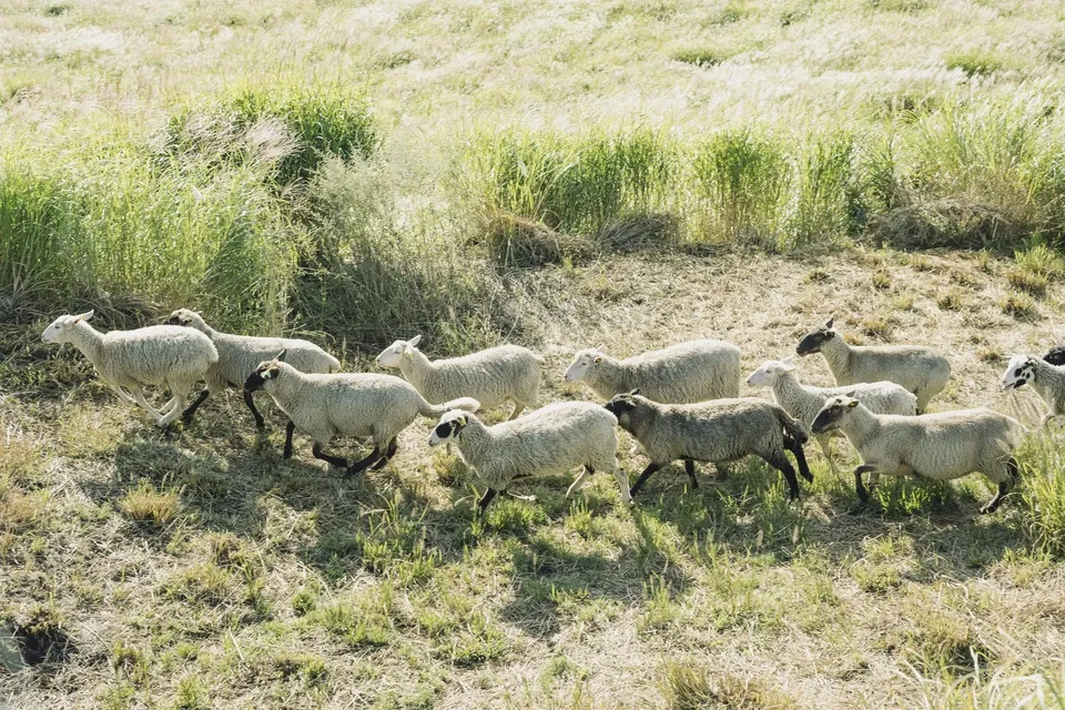 阿蘇の草原育ち<熊本ジンギスカン>希少な国産羊肉の晩白柚香る特製ダレ仕込み!ご家庭で簡単調理