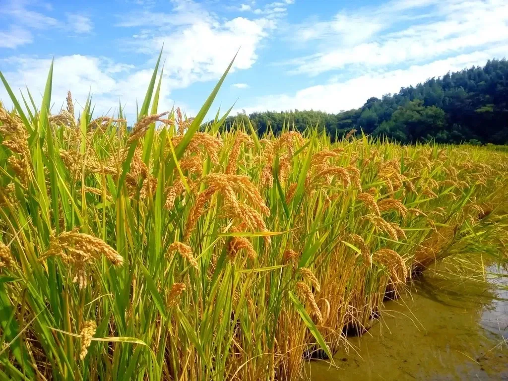 ハッピーヒル令和7年度産【はざかけ天日干し / 無肥料・無農薬