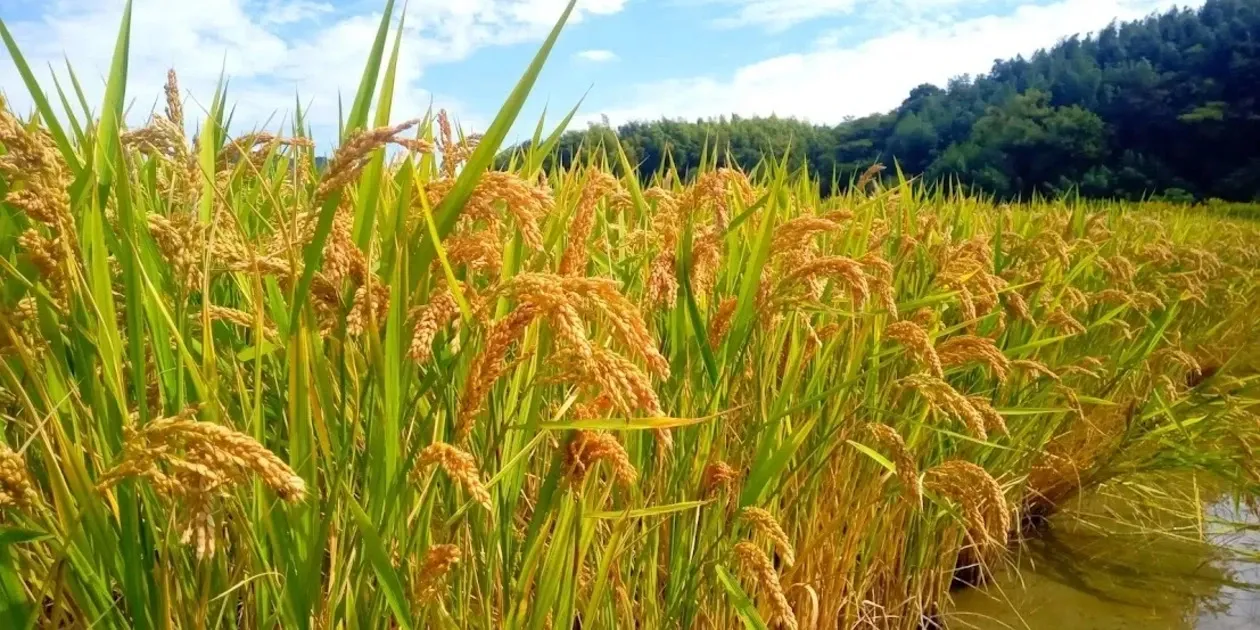 ハッピーヒル令和7年度産【はざかけ天日干し / 無肥料・無農薬