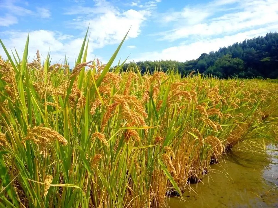 令和5年産はざかけ天日干し自然栽培玄米10kg 自然栽培 天日干し 玄米｜はざかけ