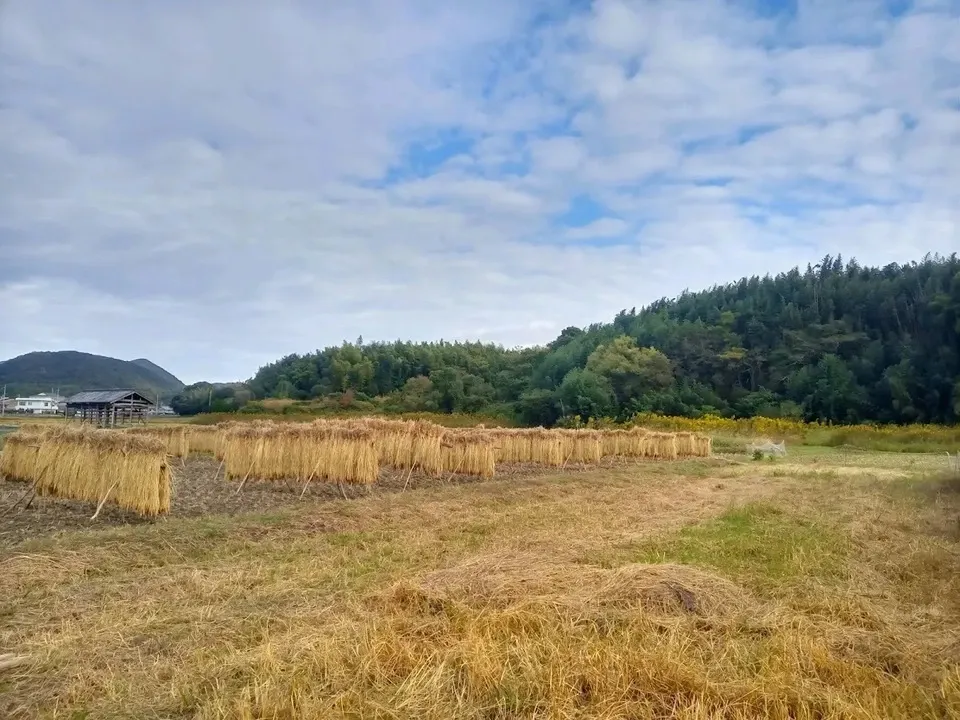 ハッピーヒル令和7年度淡路島産【はざかけ天日干し / 農薬・肥料不使用/ 自然栽培】