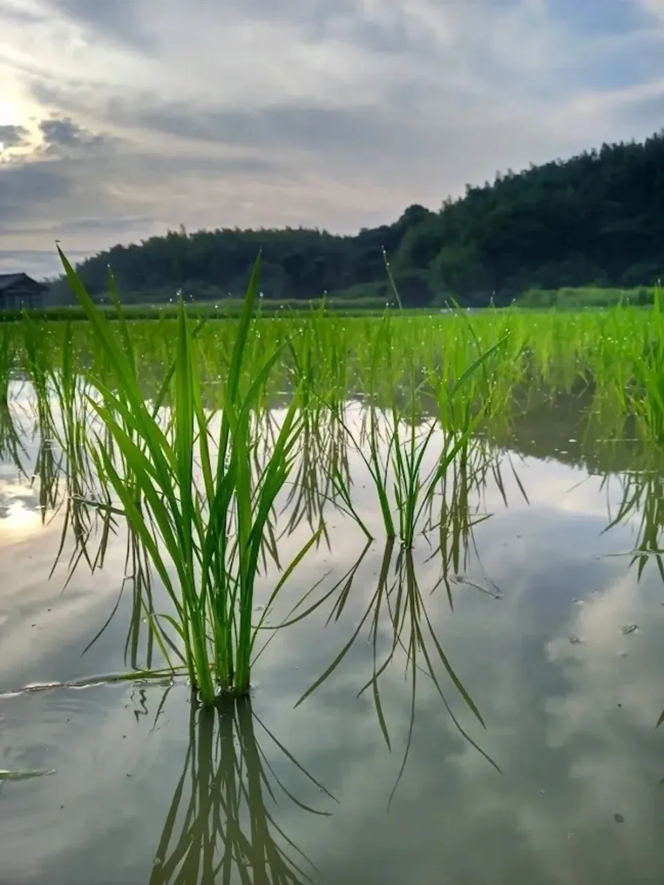 ハッピーヒル令和7年度淡路島産【はざかけ天日干し / 農薬・肥料不使用/ 自然栽培】