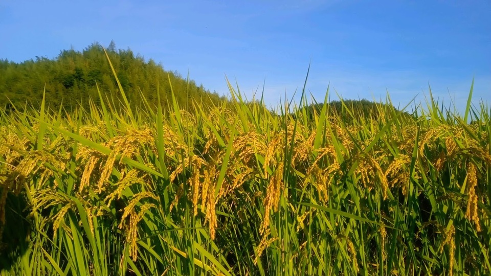 【新米】コシヒカリ令和8年度淡路島産 玄米30kg【農薬・肥料不使用／自然栽培】