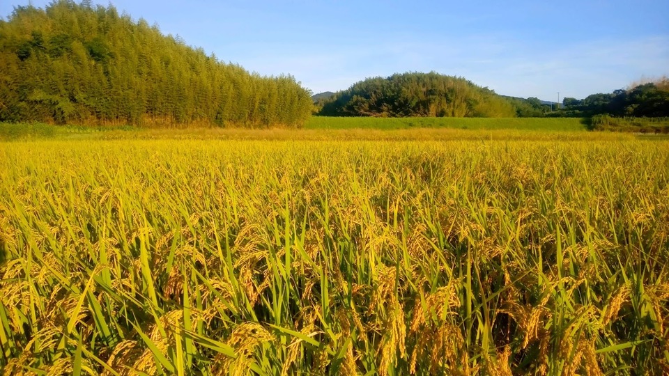 【新米】コシヒカリ令和8年度淡路島産 玄米30kg【農薬・肥料不使用／自然栽培】