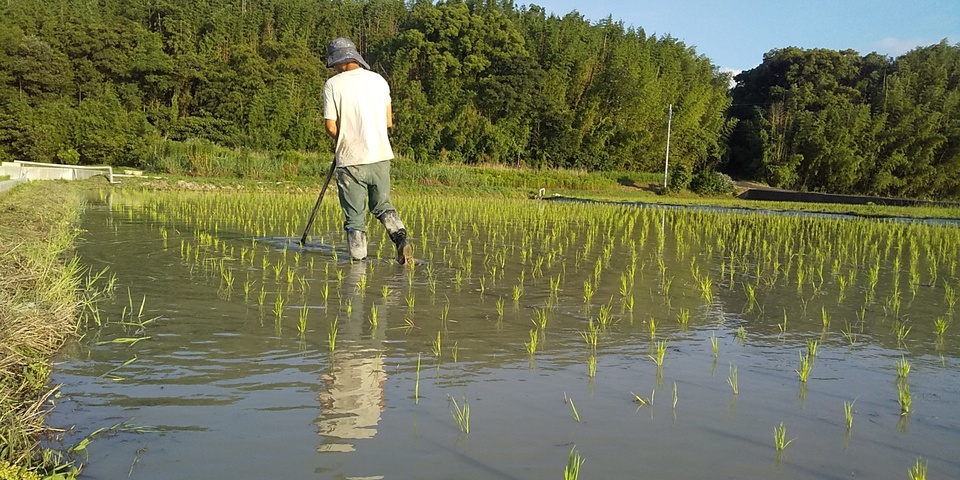 【新米】コシヒカリ令和8年度淡路島産 玄米30kg【農薬・肥料不使用／自然栽培】