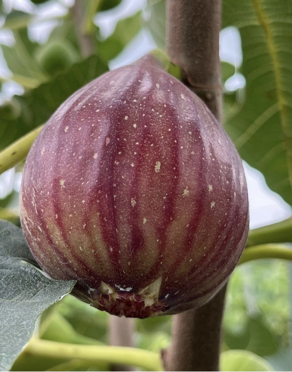 いちじくジャム　無花果　フィグジャム　無添加　　ジャム　バルヤンナイク
