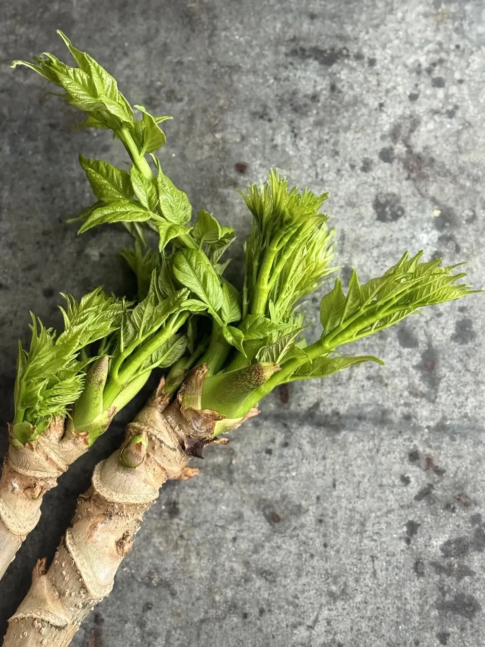 夏茗荷と白胡麻の味噌 みょうが 旬の野菜のおかず味噌 無添加 バルヤンナイク