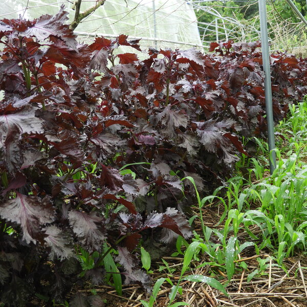 群馬県産　新鮮赤しそ　8キロ 自然農 赤しそ BIG FAMILY FARM (佐賀県産) 薬味・ハーブ通販