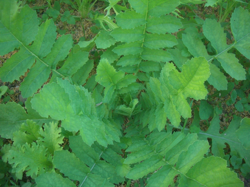 自然農 乾燥大根葉 BIG FAMILY FARM (佐賀県産) 乾燥野菜通販