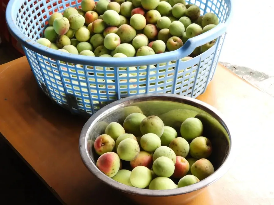 自然栽培 梅 BIG FAMILY FARM (佐賀県産) 梅の実通販 - たべると