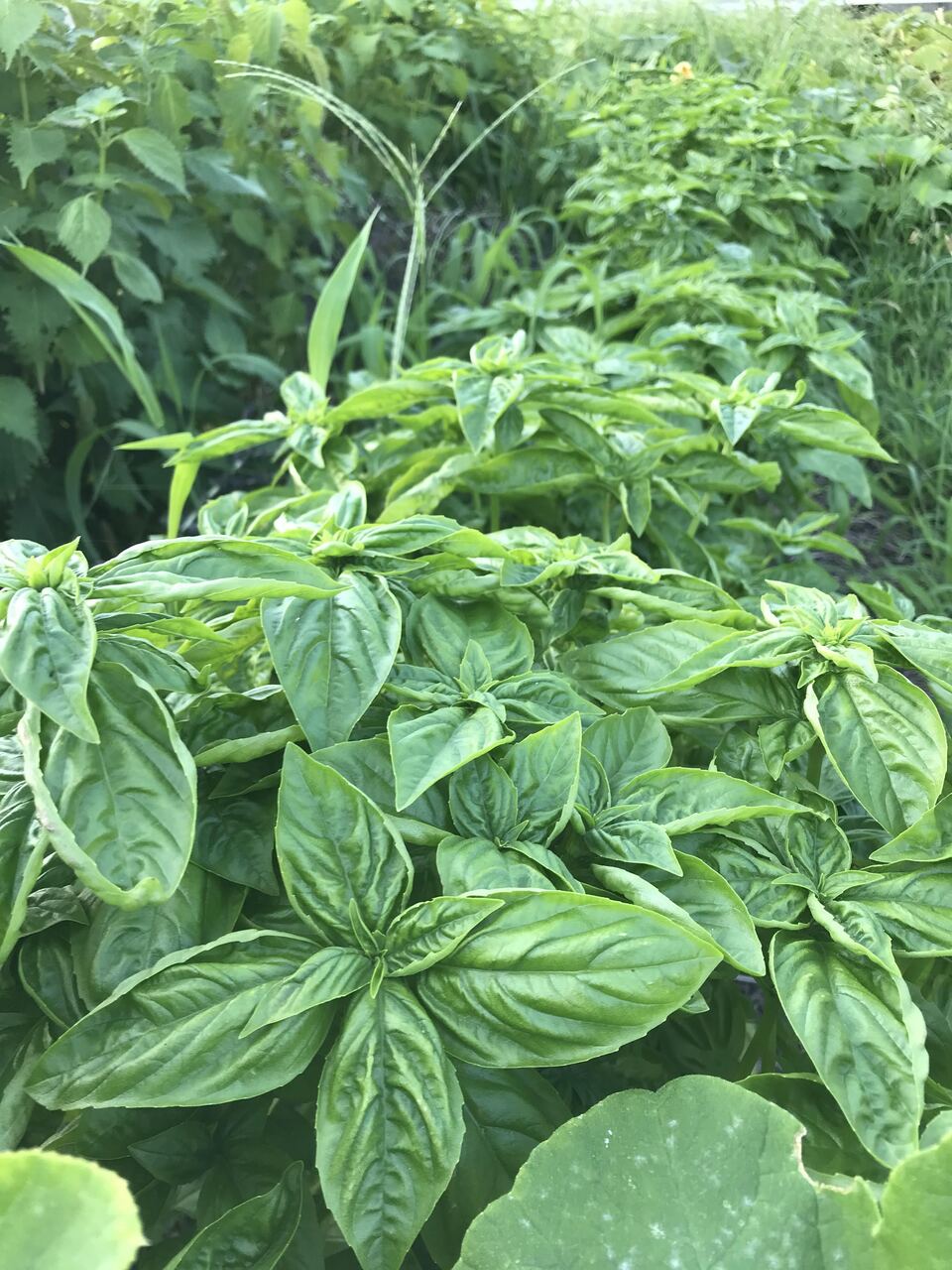 岡山産 とれたて無農薬バジル 3kg 3キロ 特価セール】採れたて！新鮮バジル 1kg 【農薬化学肥料不使用