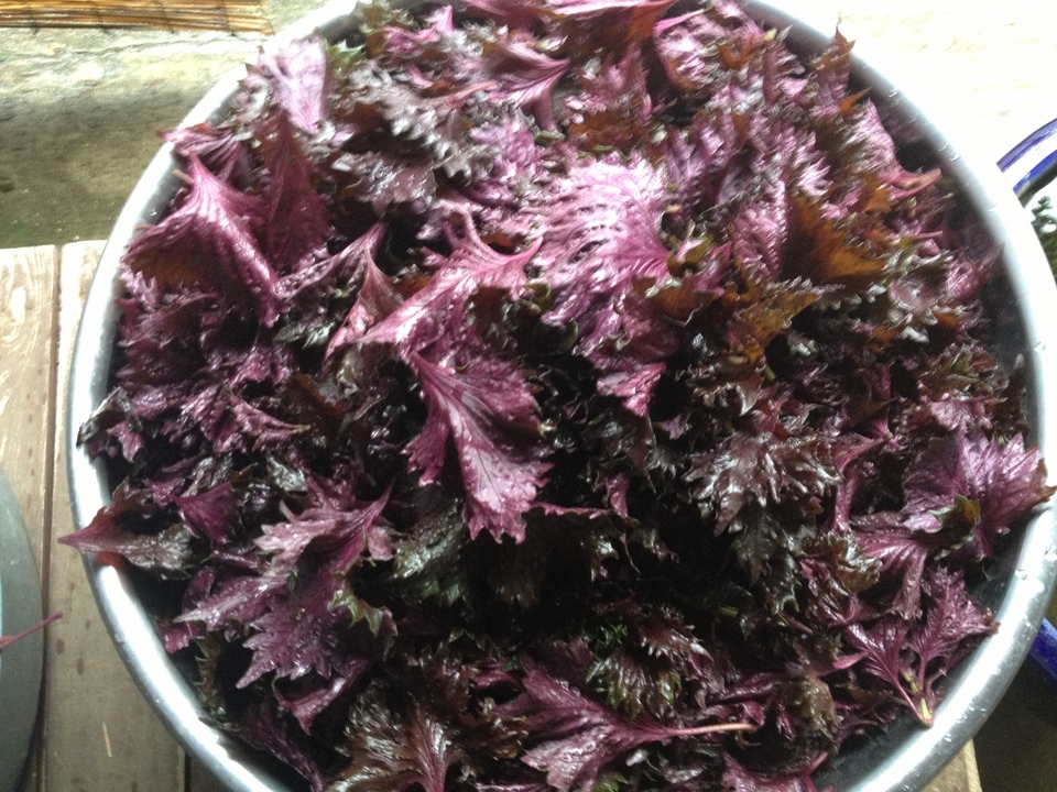 群馬県産　新鮮赤しそ　8キロ 自然農 赤しそ BIG FAMILY FARM (佐賀県産) 薬味・ハーブ通販
