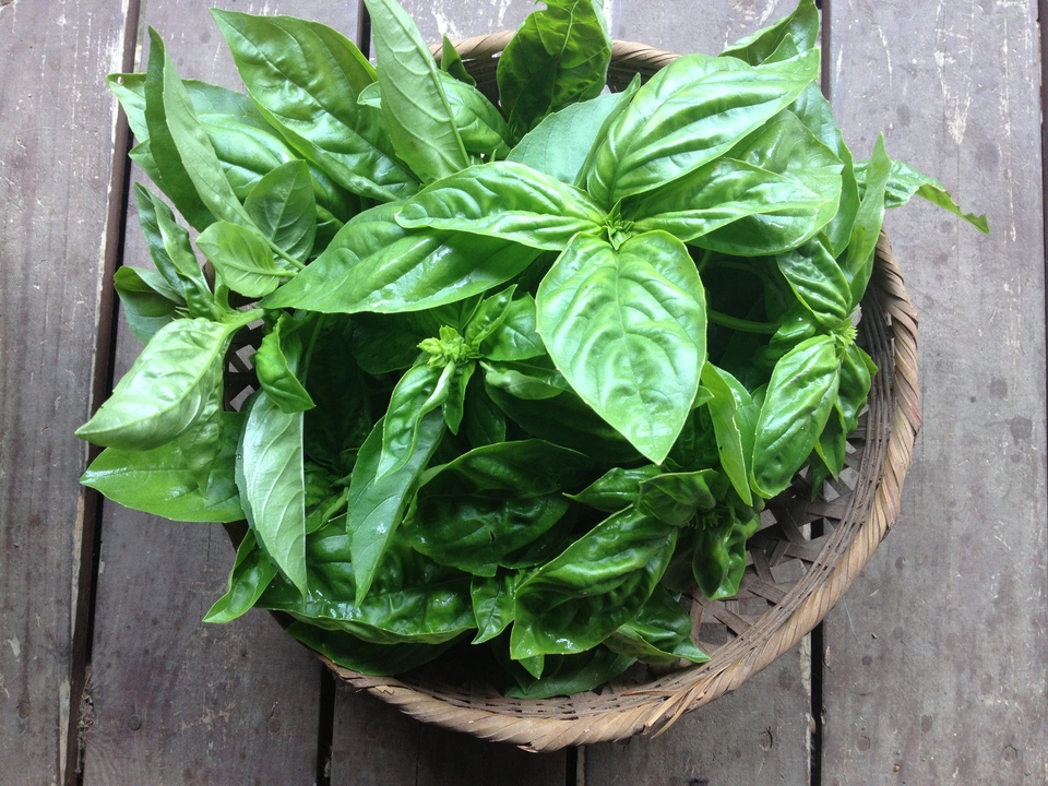 岡山産 とれたて無農薬バジル 2kg 2キロ
