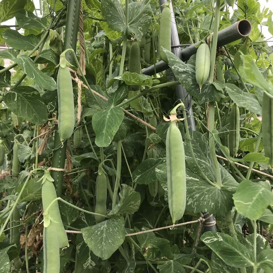 【中島】スナップ5kg＋グリーンピース3kg（同梱・4/3着） 自然農 グリーンピース BIG FAMILY FARM (佐賀県産) 豆類通販 - たべる