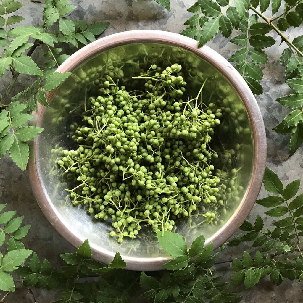 無農薬 実山椒 1.8kg＋増量 岡山県産 楽天市場】岡山県産 実山椒（実サンショウ） 1kg : 生鮮食品直送便