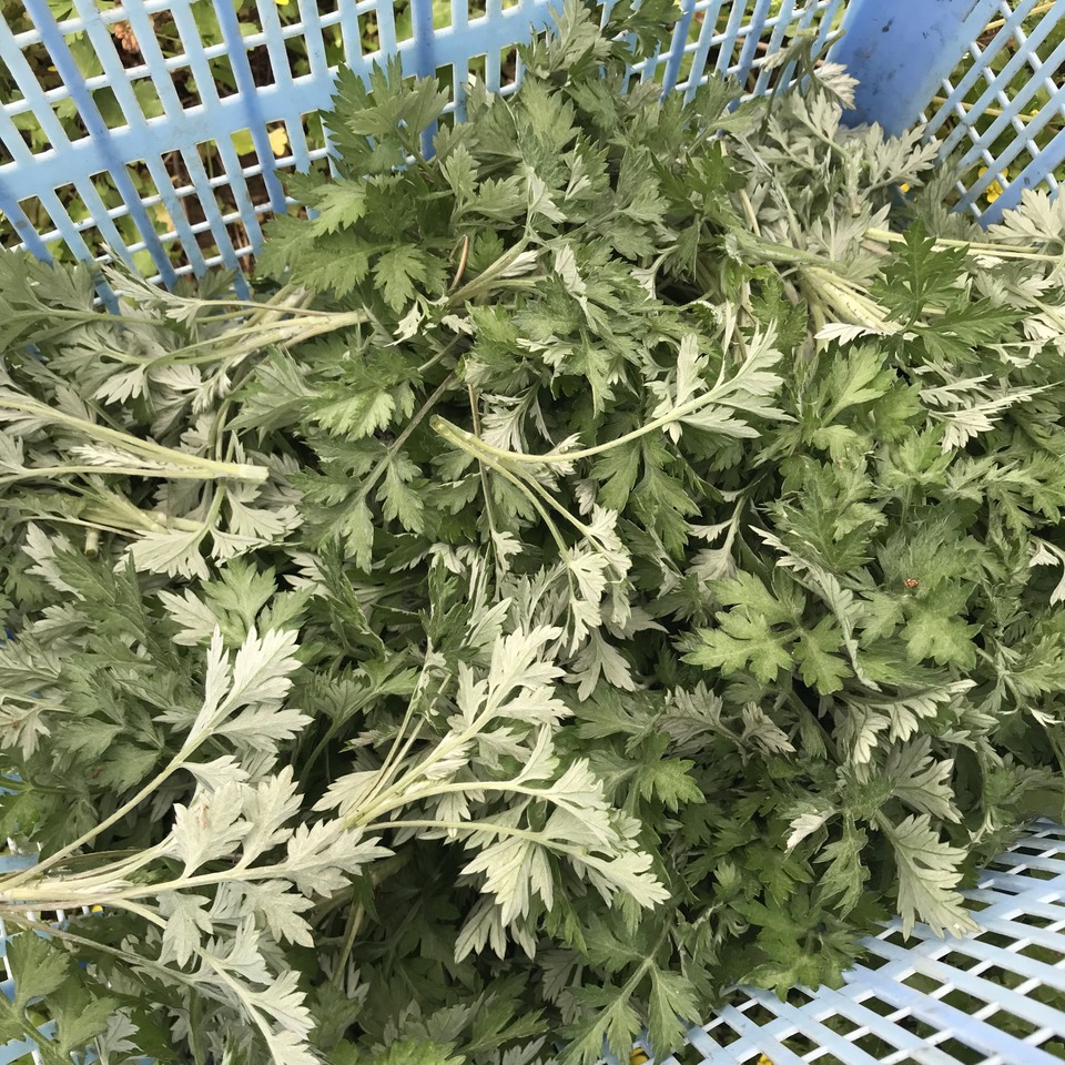 無農薬＊自然乾燥＊よもぎ Amazon | 自然健康社 乾燥 よもぎ 1kg×4個 無農薬 国産 徳島県産