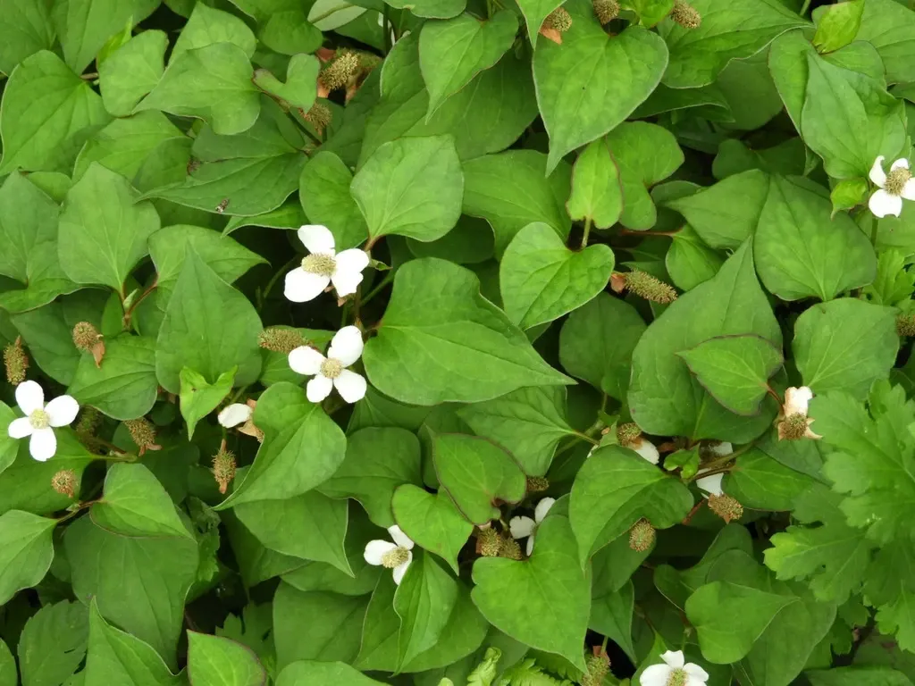 自然栽培で育てた＜乾燥どくだみ＞農薬・化学肥料不使用／お茶や入浴剤