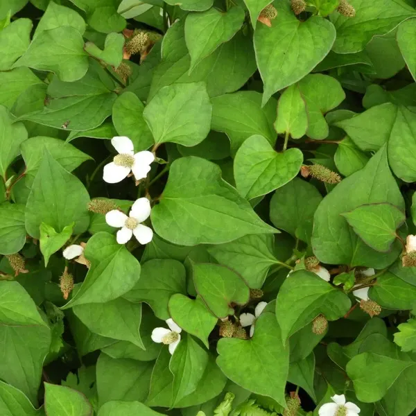自然栽培で育てた＜乾燥どくだみ＞農薬・化学肥料不使用／お茶や入浴剤