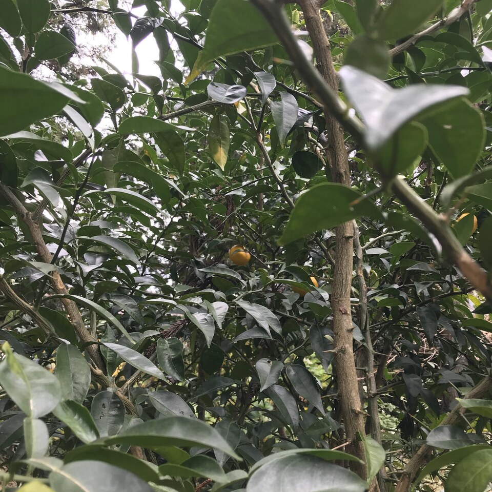 自然農 乾燥ゆず