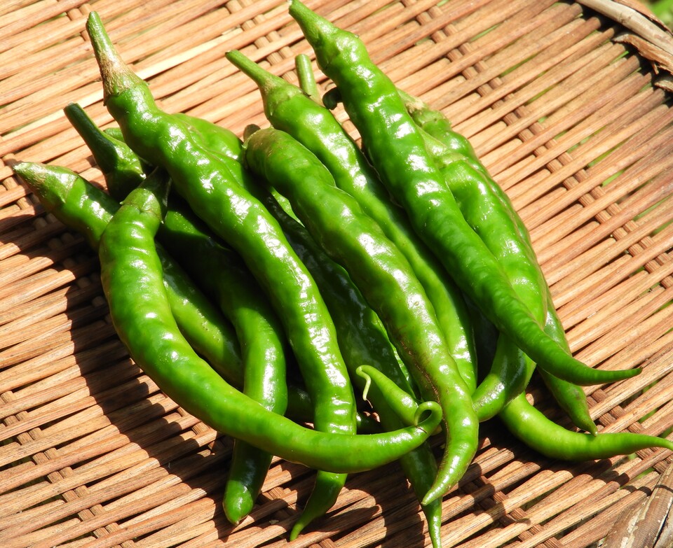 ごはんがすすむ【唐辛子味噌】自然栽培で育った青唐辛子の万能おかず