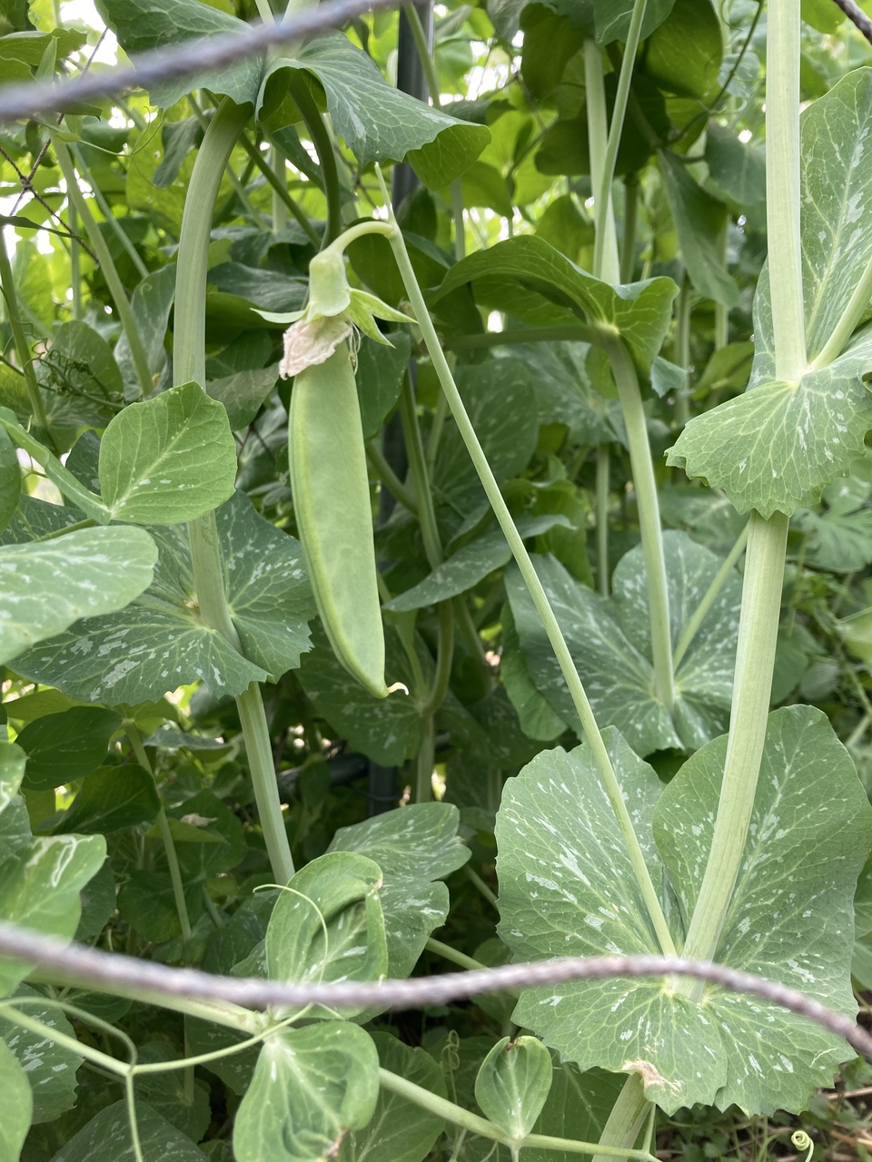 自然農 スナップエンドウ BIG FAMILY FARM (佐賀県産) 豆類通販