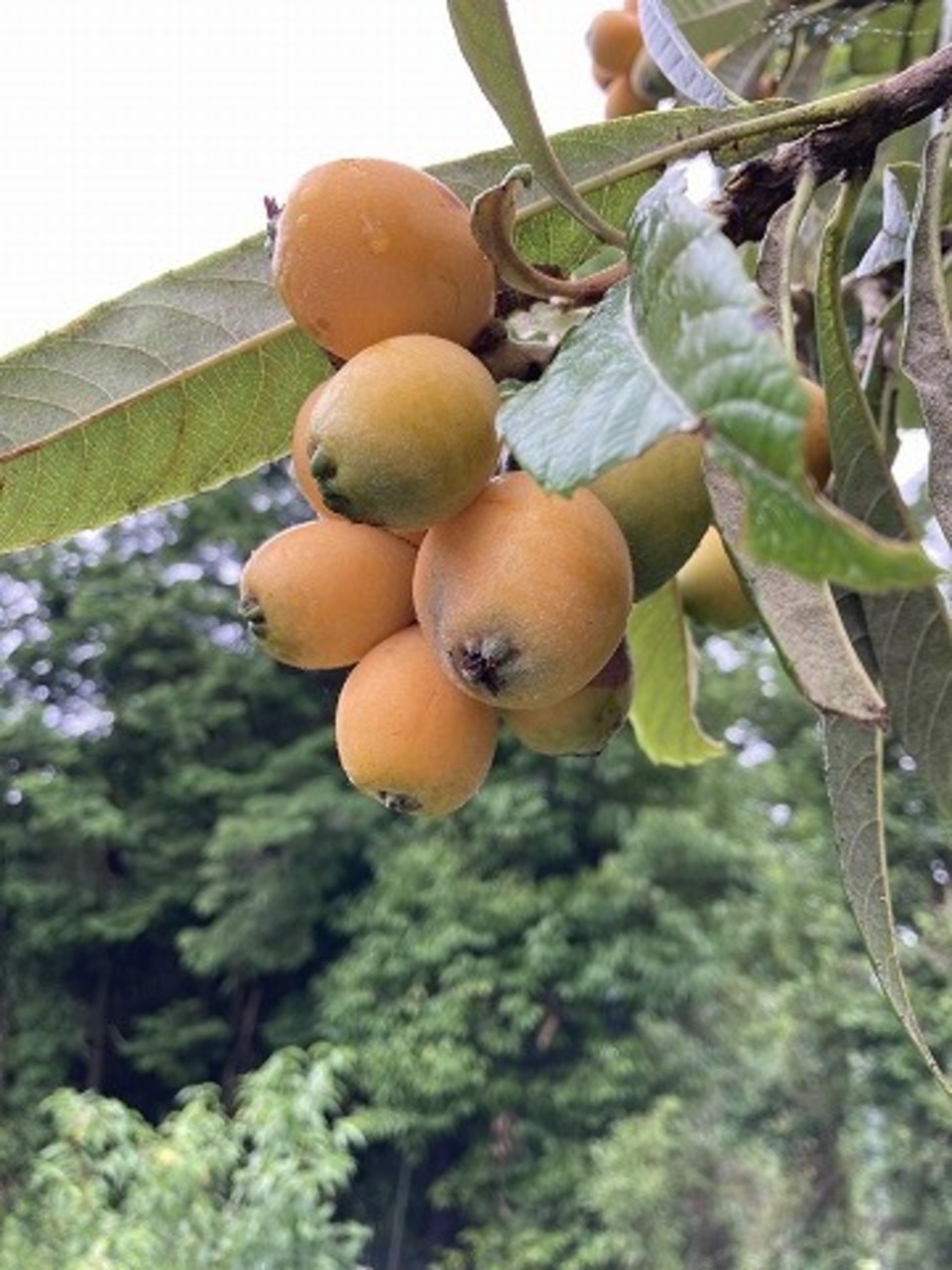 自然農 ビワの種 BIG FAMILY FARM (佐賀県産) 乾燥野菜通販