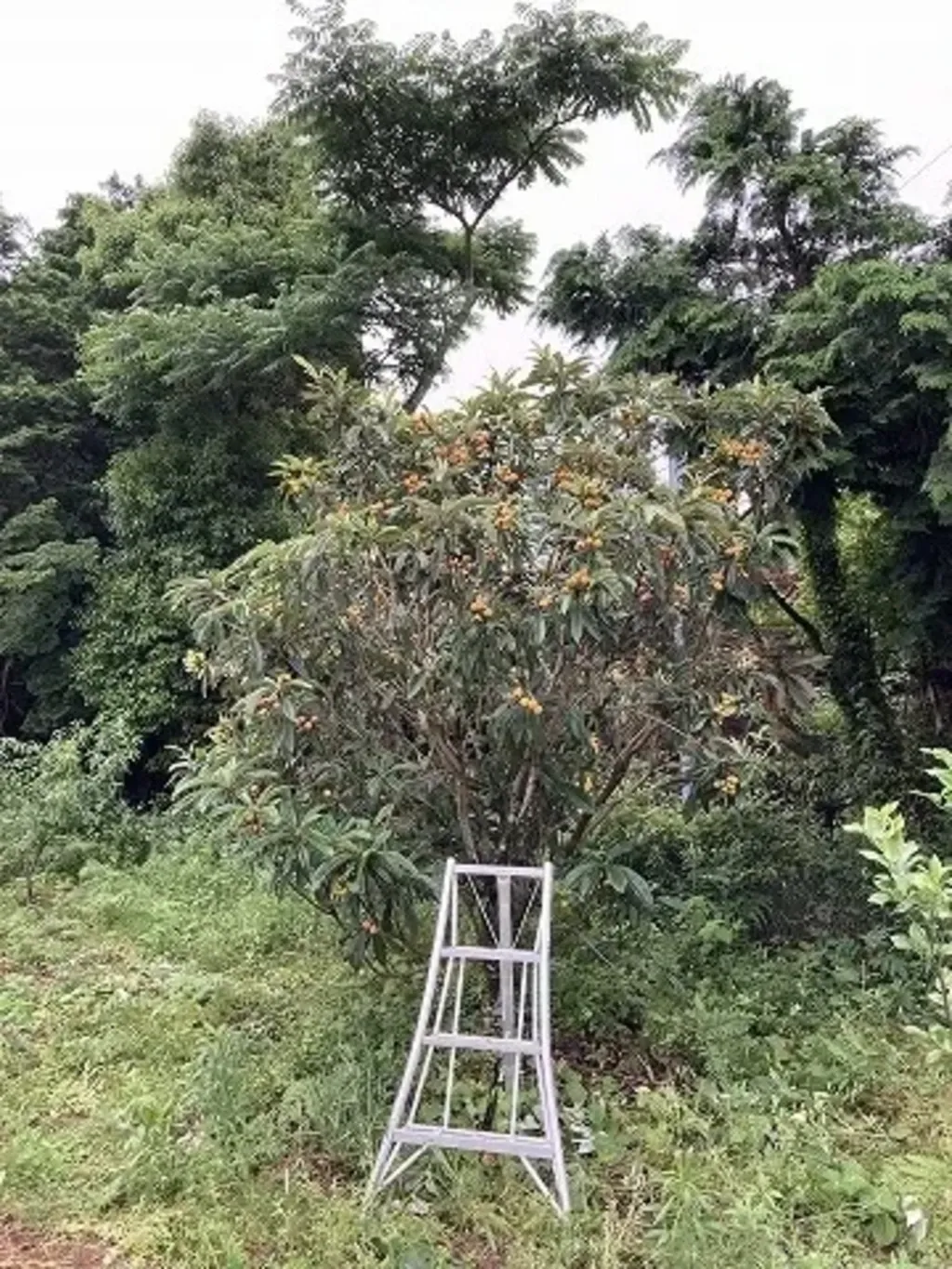 自然農 ビワの種 BIG FAMILY FARM (佐賀県産) 乾燥野菜通販 - たべると