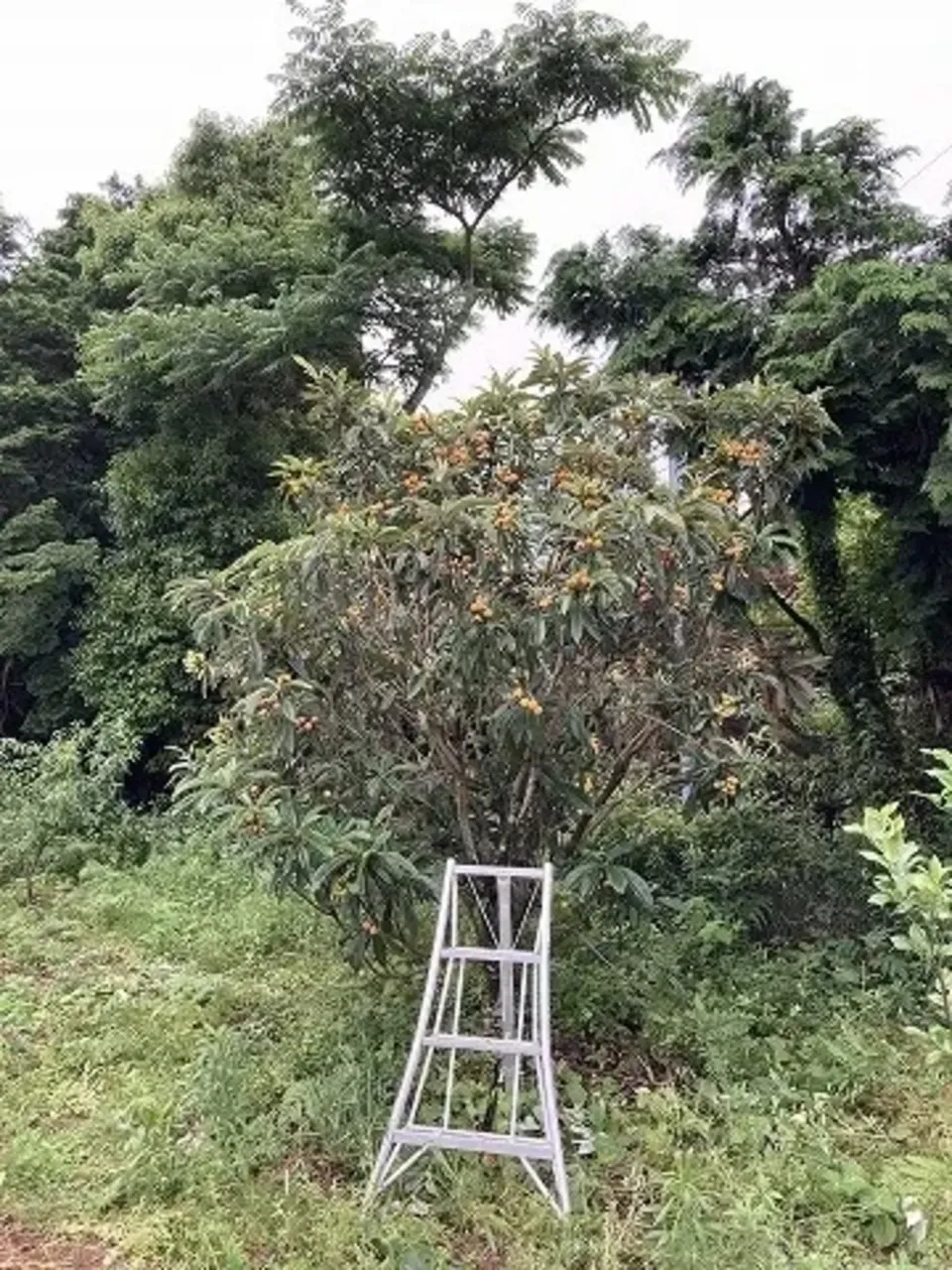 自然農 ビワの種 BIG FAMILY FARM (佐賀県産) 乾燥野菜通販 - たべると