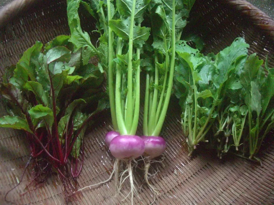 自然栽培<季節の野菜セット>佐賀の自然の恵みたっぷり!農薬・化学肥料不使用