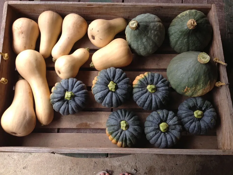 自然栽培<季節の野菜セット>佐賀の自然の恵みたっぷり!農薬・化学肥料不使用