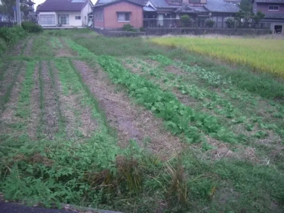 自然栽培<季節の野菜セット>佐賀の自然の恵みたっぷり!農薬・化学肥料不使用