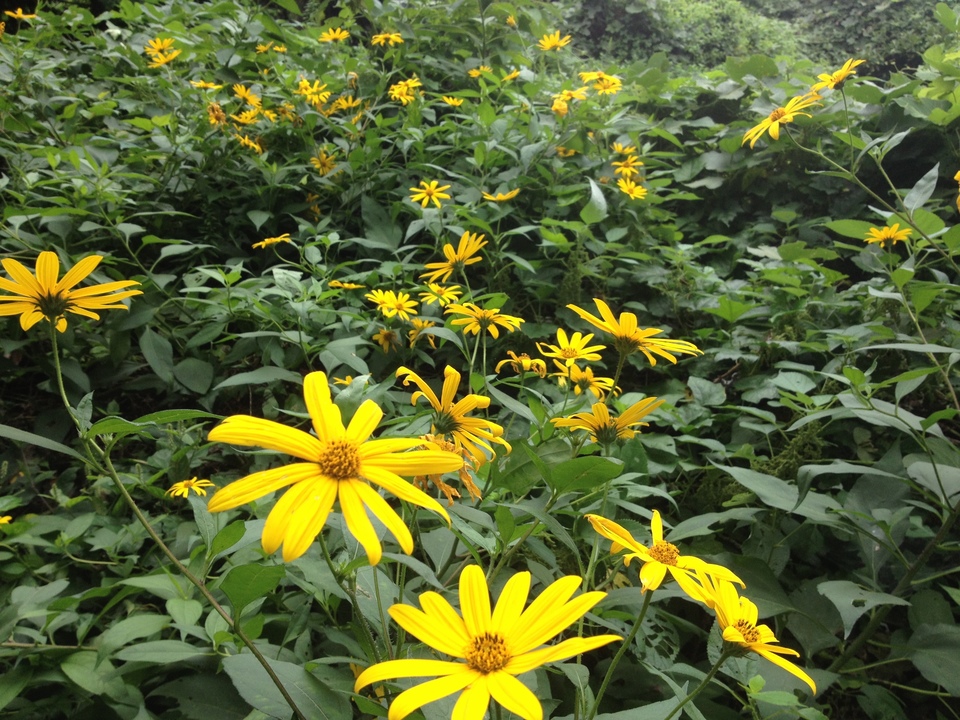 自然農 菊芋