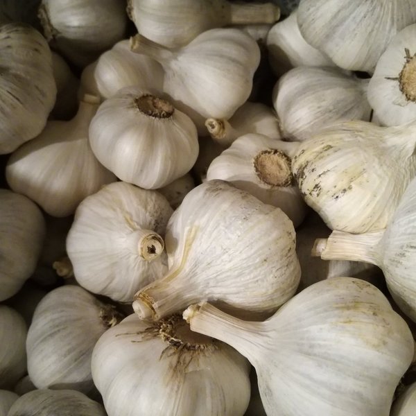 自然農 ニンニク BIG FAMILY FARM (佐賀県産) にんにく通販 - たべると
