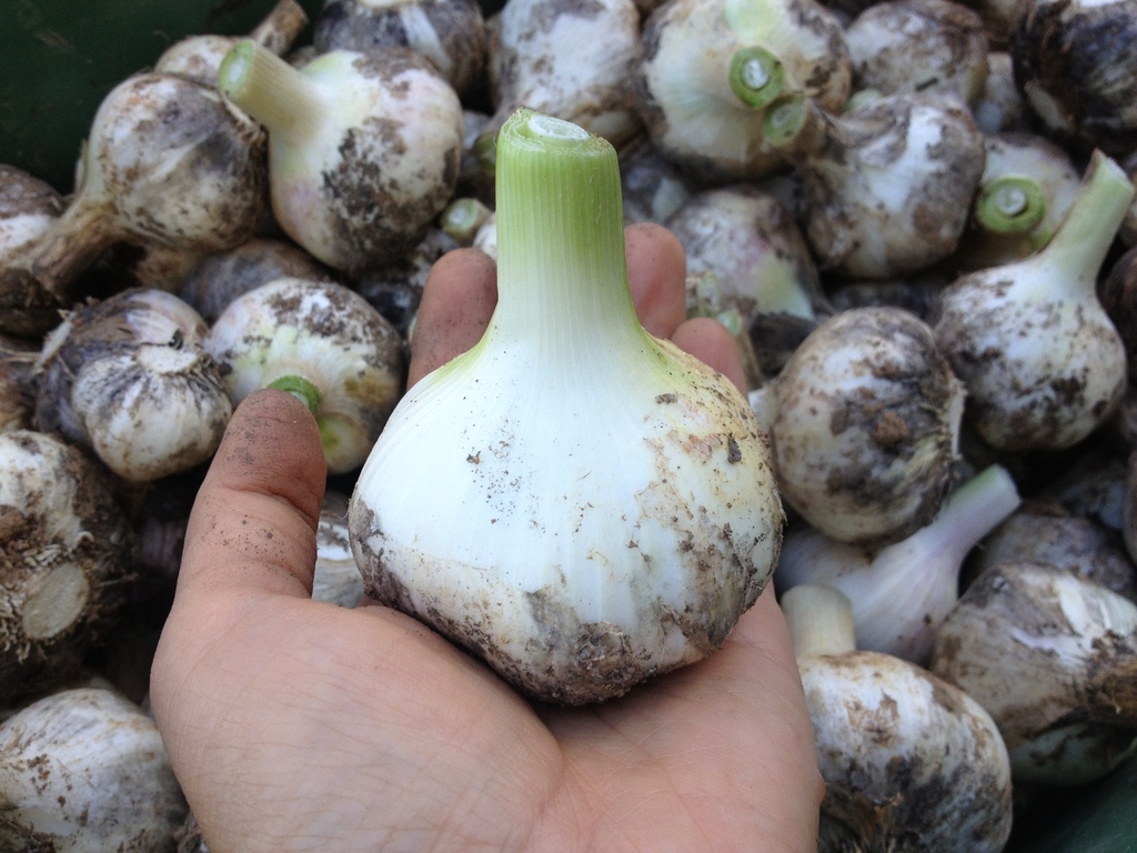 自然農 ニンニク BIG FAMILY FARM (佐賀県産) にんにく通販 - たべると