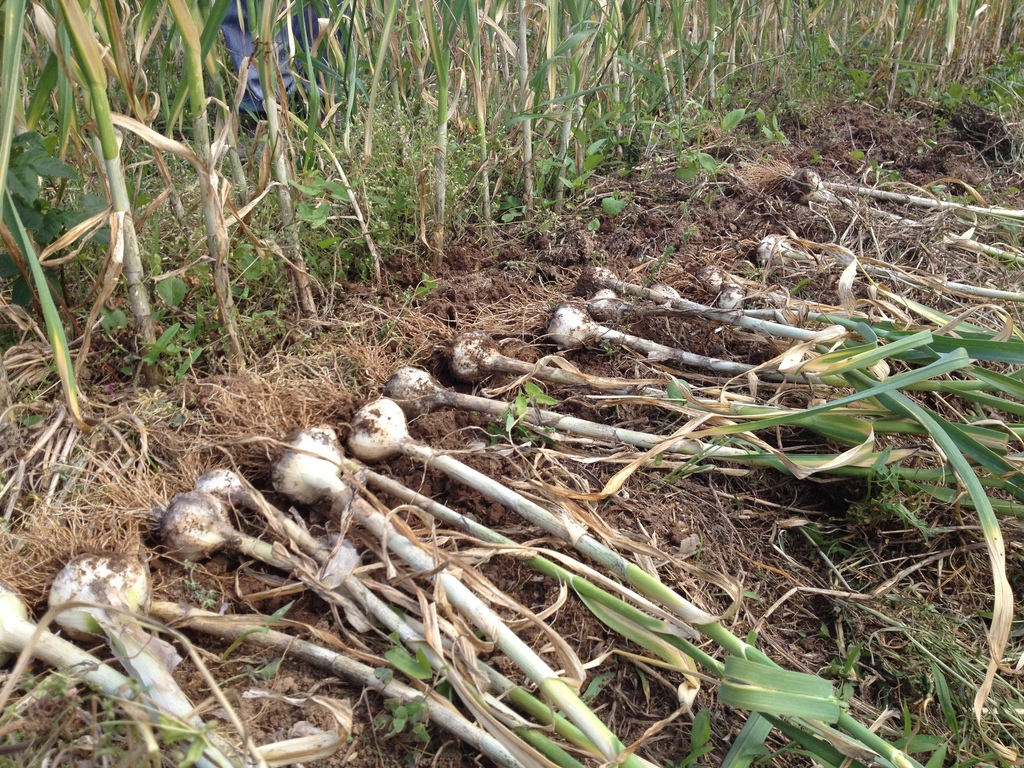 自然農 ニンニク BIG FAMILY FARM (佐賀県産) にんにく通販 - たべると