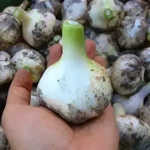 自然農 ニンニク BIG FAMILY FARM (佐賀県産) にんにく通販 - たべると