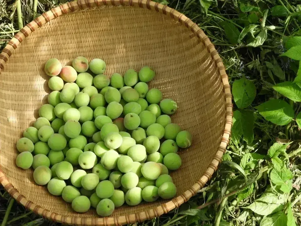 無農薬・無化学肥料栽培で育った梅を使った【梅干し】 BIG FAMILY FARM