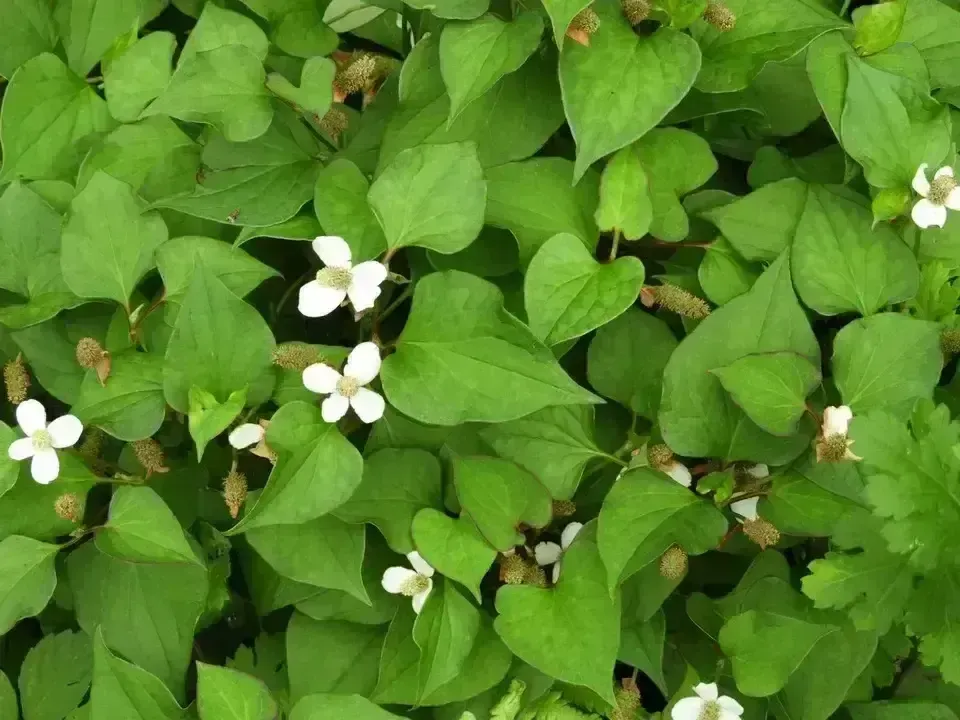 自然栽培で育てた＜乾燥どくだみ＞農薬・化学肥料不使用／お茶や