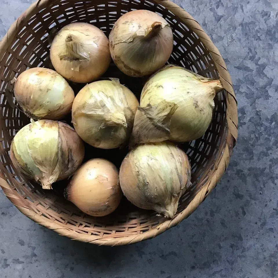 無農薬 実山椒 1.8kg＋増量 岡山県産 実山椒 BIG FAMILY FARM (佐賀県産) 薬味・ハーブ通販 - たべる