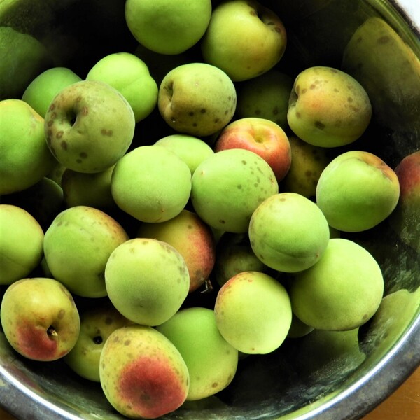 自然栽培 梅 BIG FAMILY FARM (佐賀県産) 梅の実通販 - たべるとくらすと