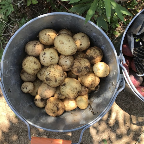 ビワの種 びわ種 長崎県産 枇杷種粉末 ビワの種100% 100g : 名古屋自然