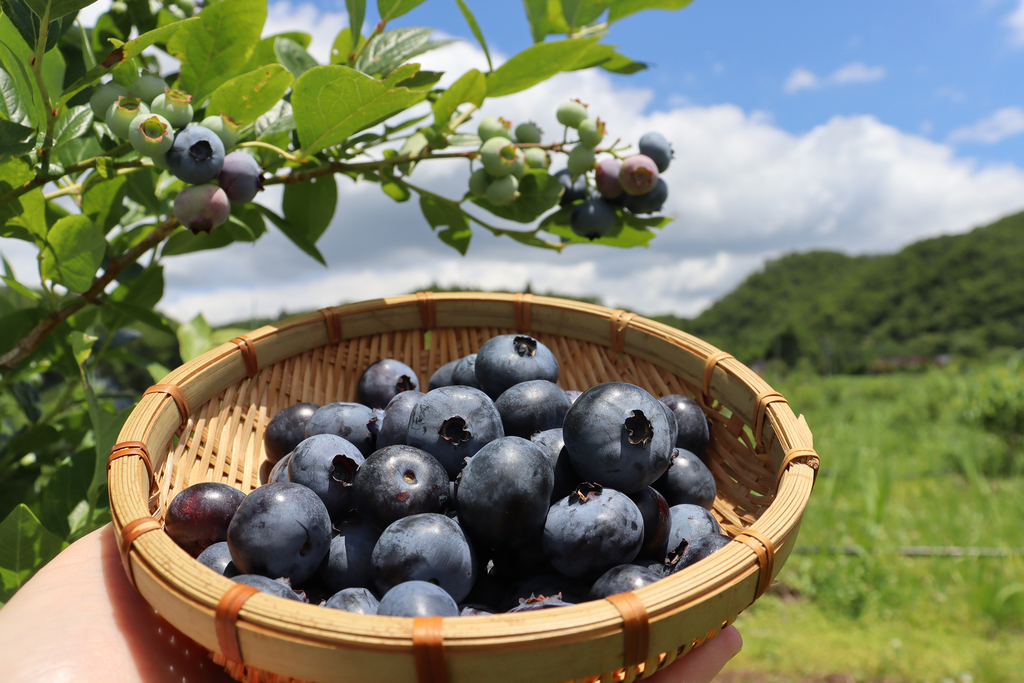 2026年夏収穫】農薬不使用｜仙台市秋保産ブルーベリー BLUE BLUEBERRY