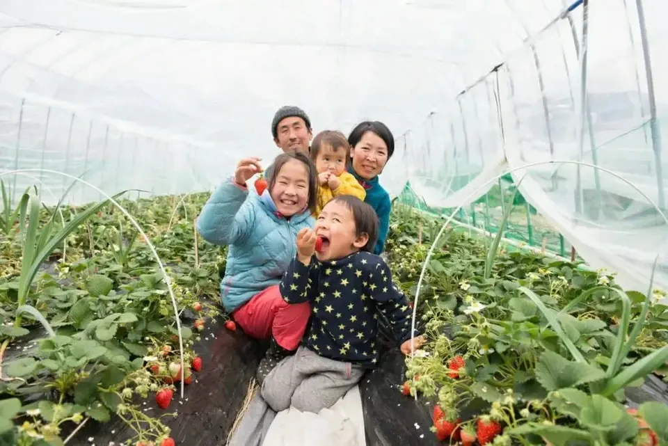 日本みつばちが飛び交う、ぶんぶんいちご(紅ほっぺ)