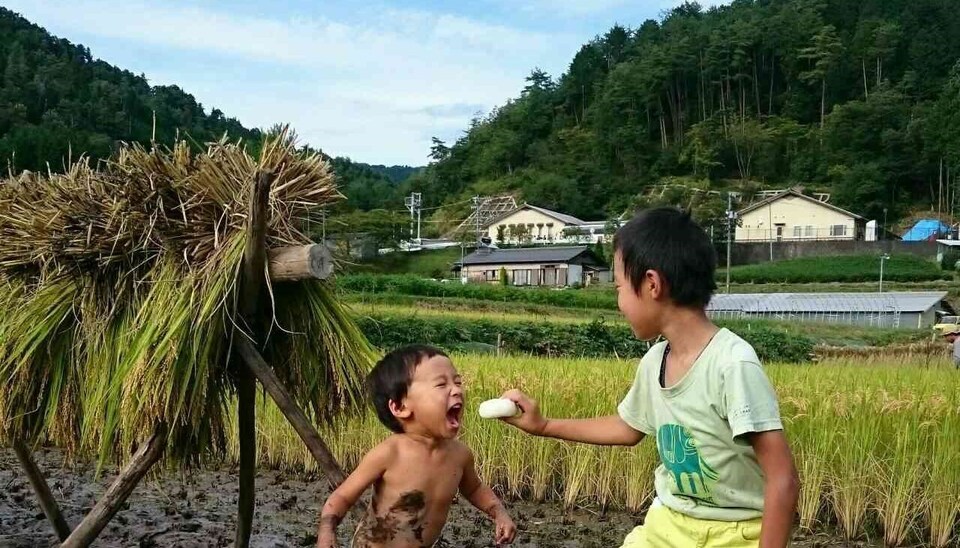 古代もち米「香紫米(かしまい)」