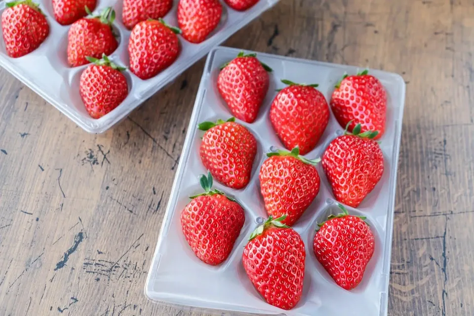 日本みつばちが飛び交う、ぶんぶんいちご（紅ほっぺ） 千空農園（ち