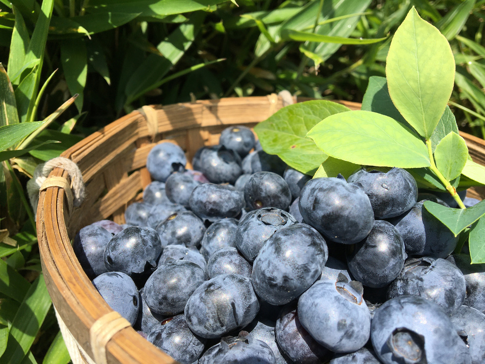 ジャム用ブルーベリー１０キロ１２０００円　（自然農を目指しています） ジャム用ブルーベリー10キロ12000円 （自然農を目指しています）