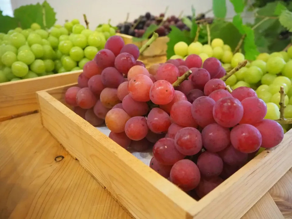 特別栽培より減農薬のぶどう順次ご発送＜シャインマスカット・BK